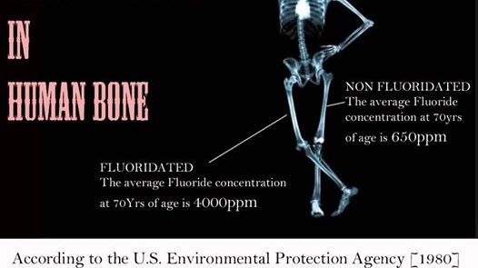 F Accumulates in bone
