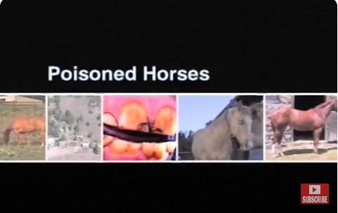 Poisoned Horses